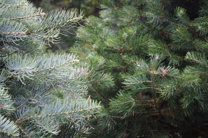 Side-by-Side: Comparing the Swiss Silver Strain of the Concolor Fir (left) to the standard Concolor Fir (right)